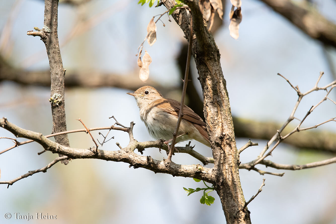 common nightingale in Berlin