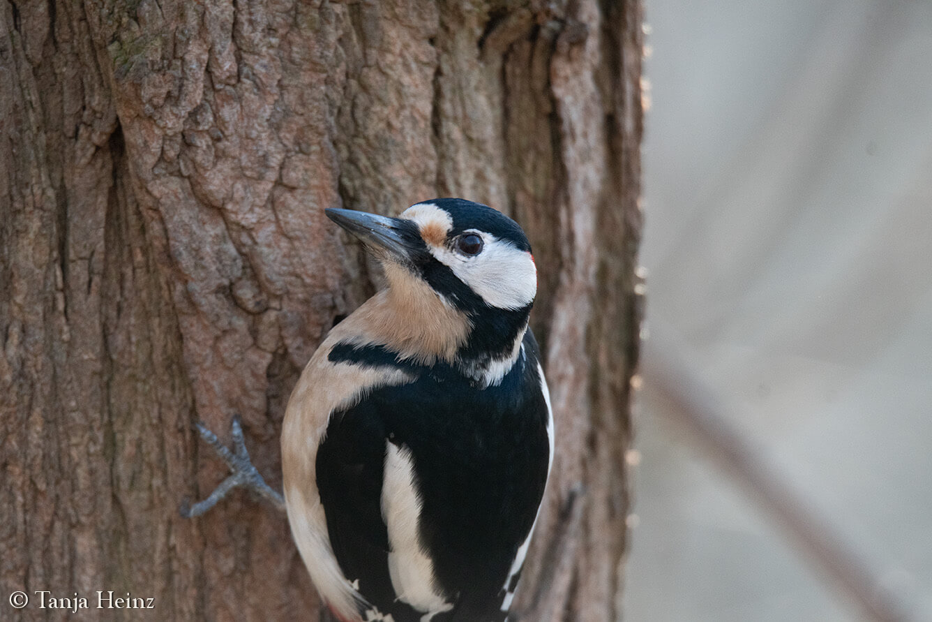 Dawn Chorus 2024