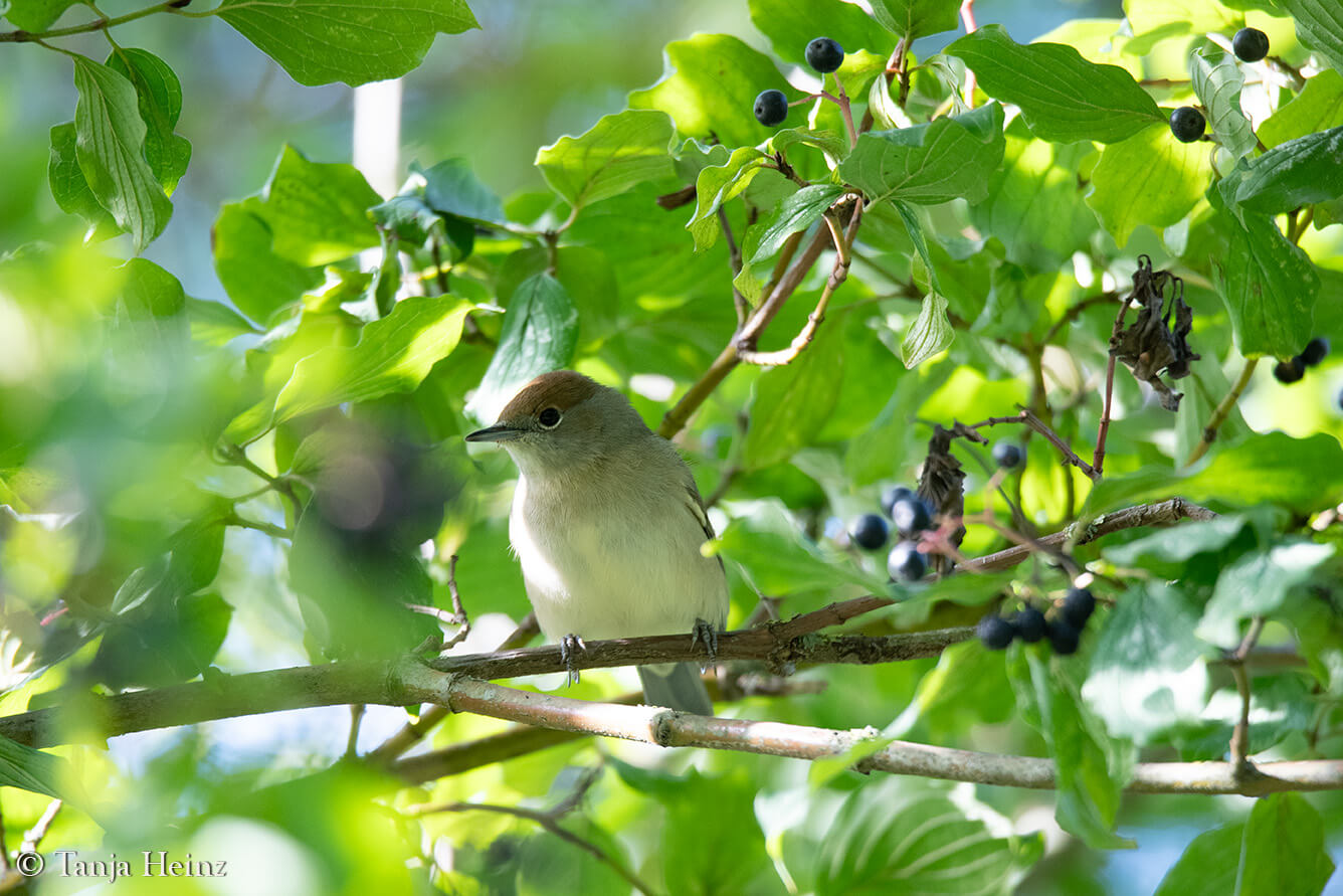 Eurasian blackcap in Berlin