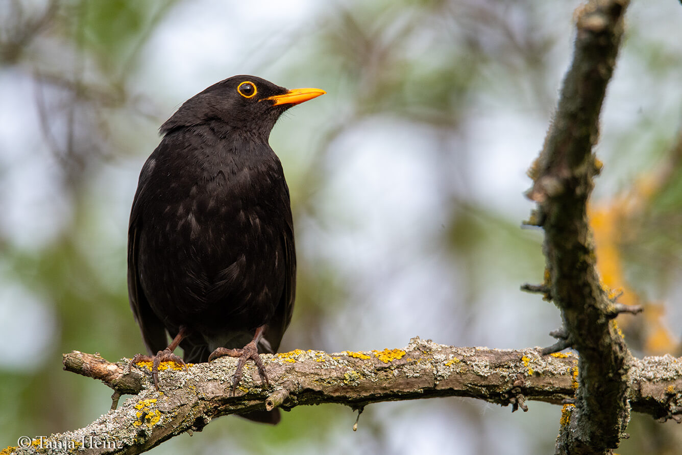 Dawn Chorus 2024