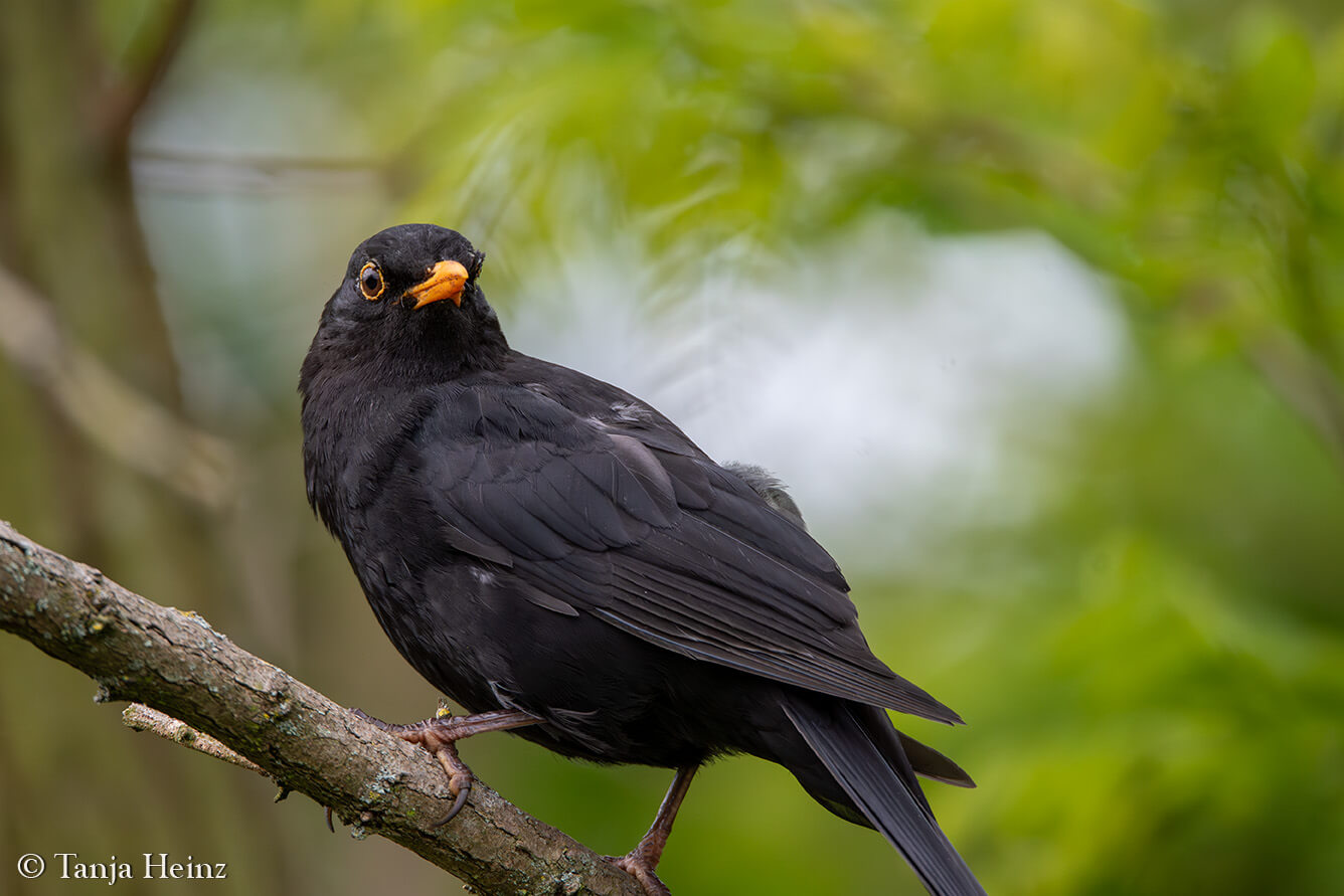 Eurasian blackbird