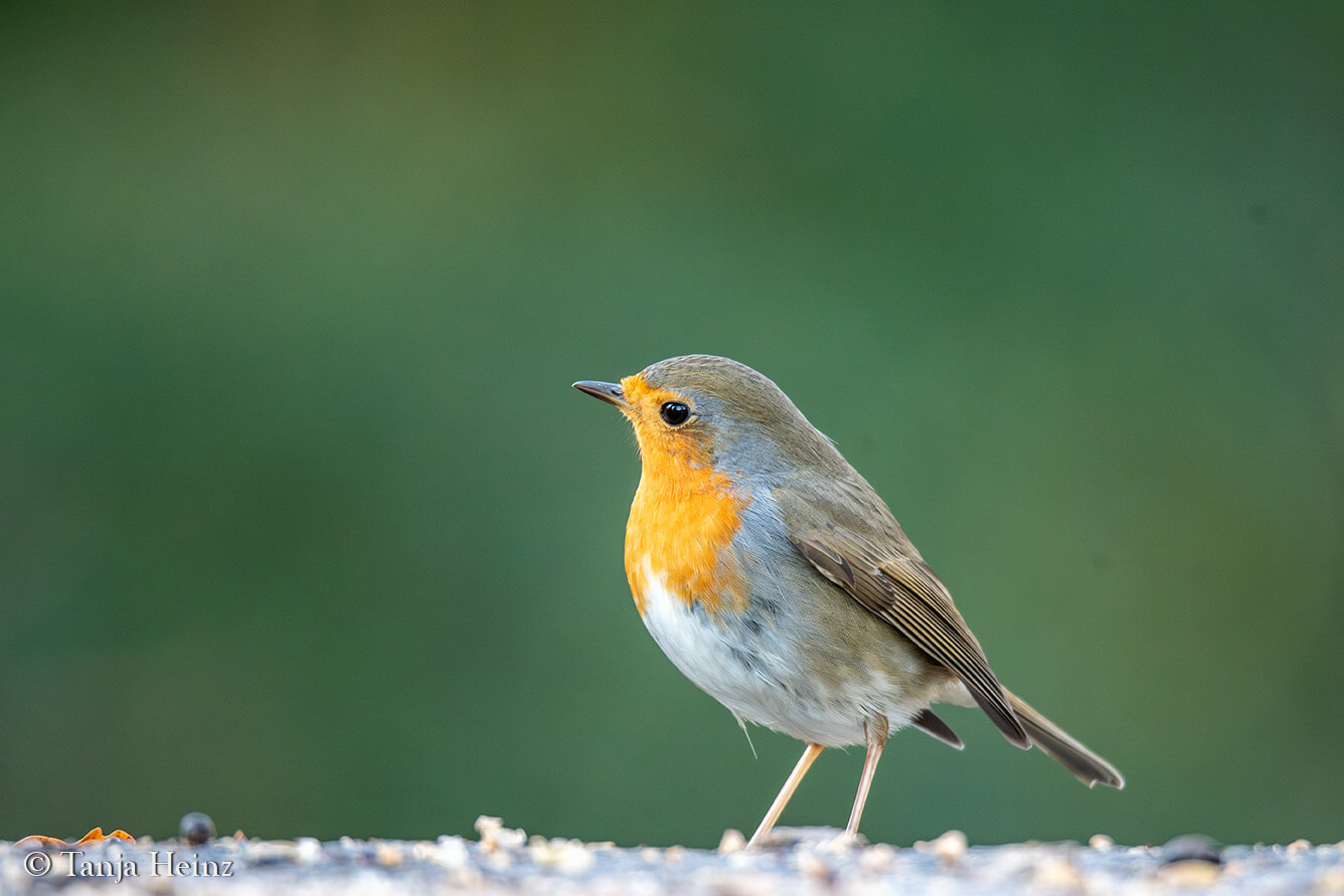 European robin