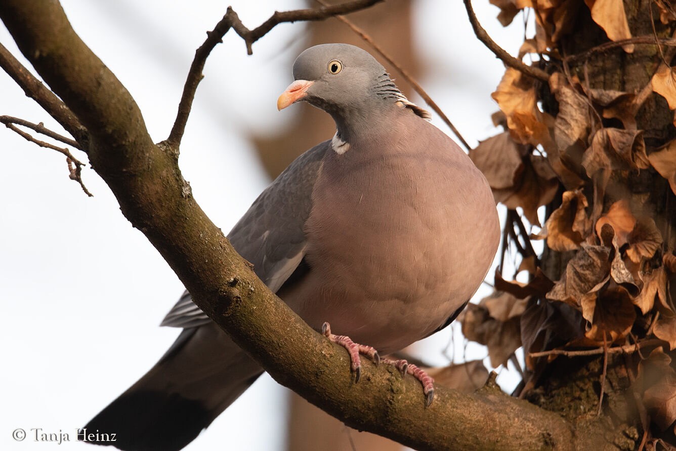 Dawn Chorus 2024