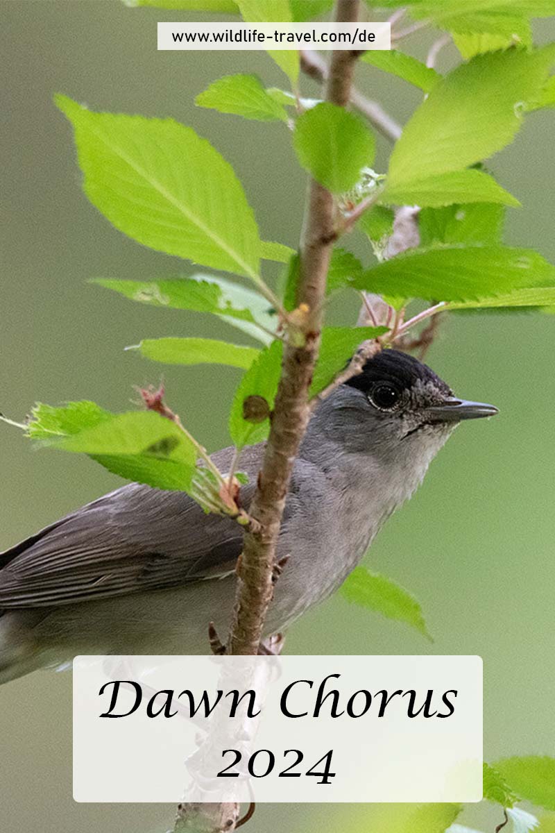 Dawn Chorus 2024