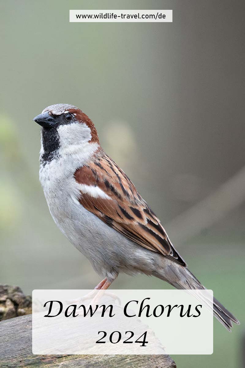 Dawn Chorus 2024