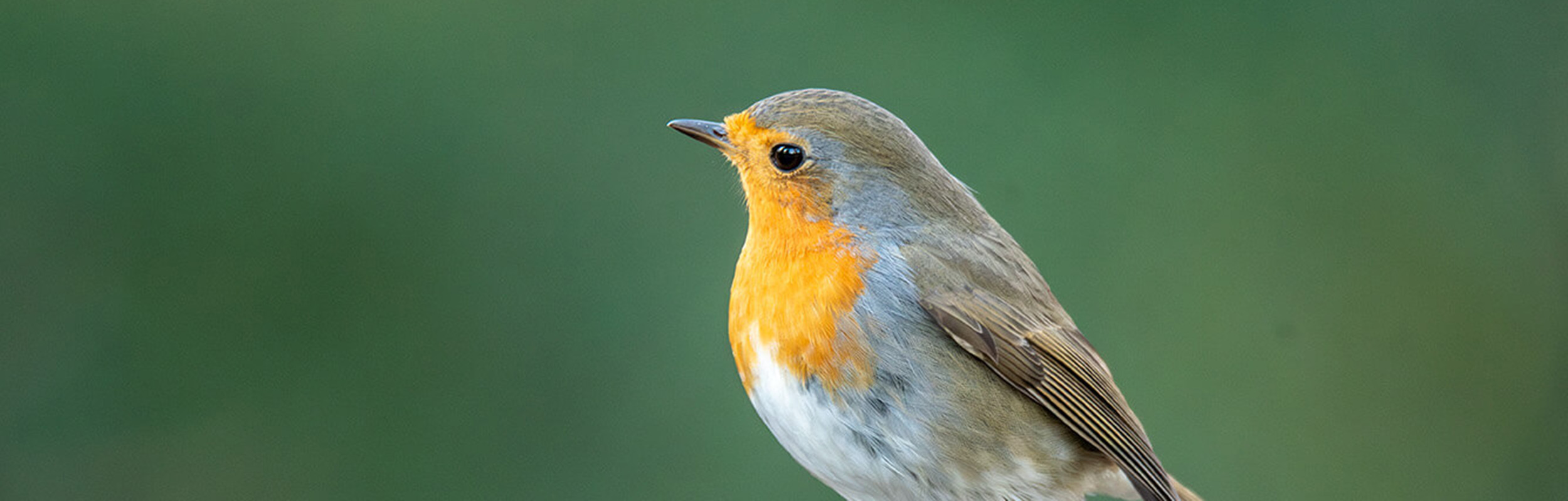 Dawn Chorus 2024