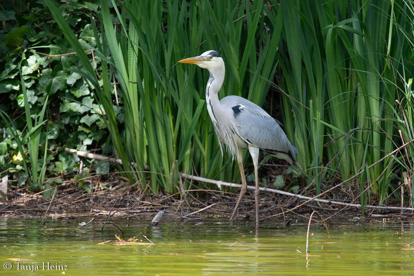 grey heron in Berlin
