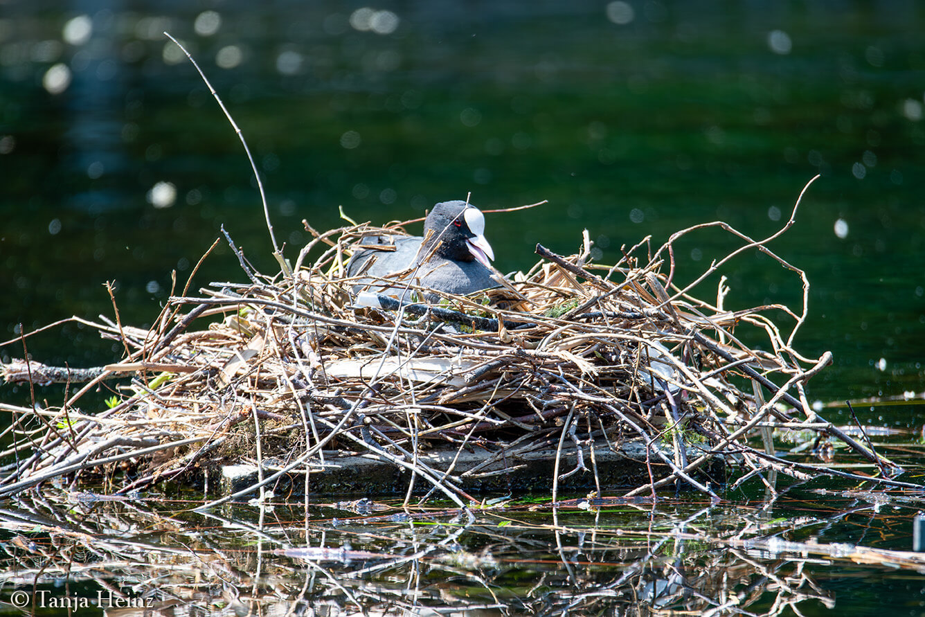 Eurasian coot in the Volkspark Friedrichshain