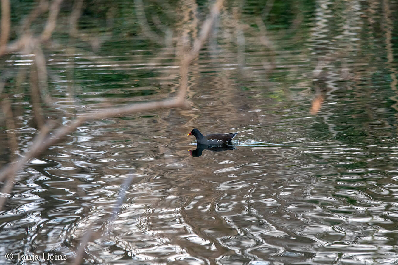 common moorhen in the Volkspark Friedrichshain