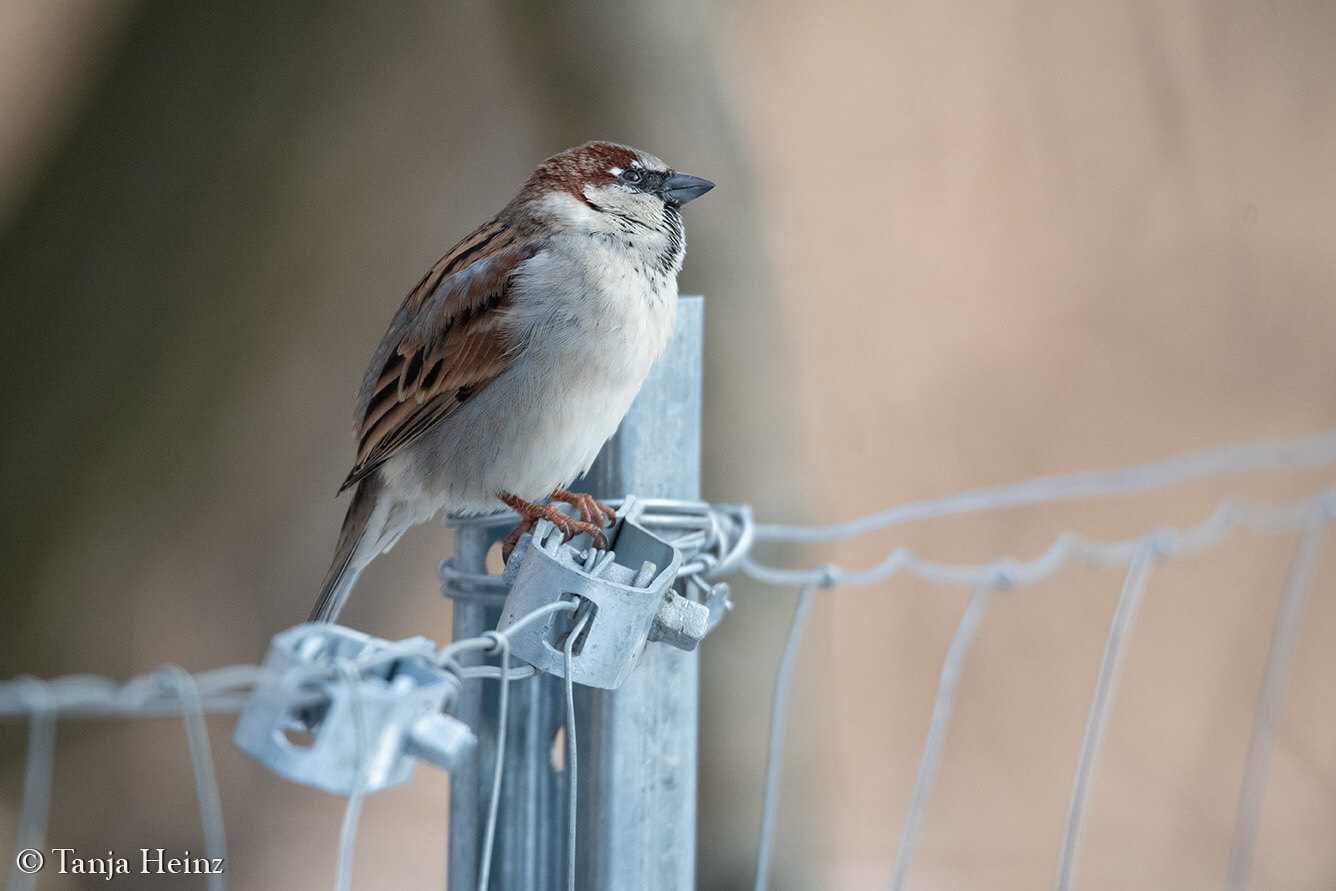 house sparrow in Berlin