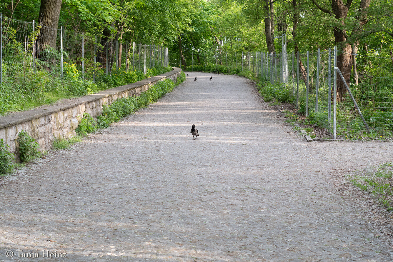 Volkspark Friedrichshain in Berlin