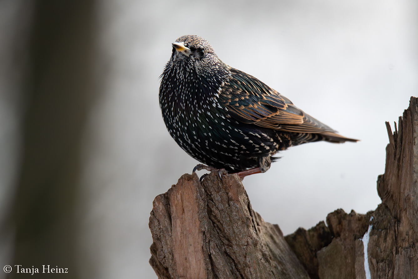starling in the Volkspark Friedrichshain