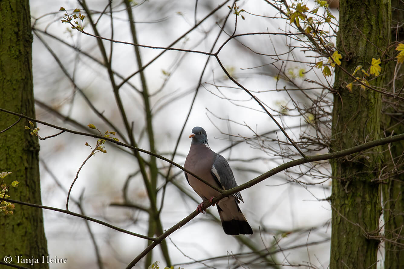 bird count 2024