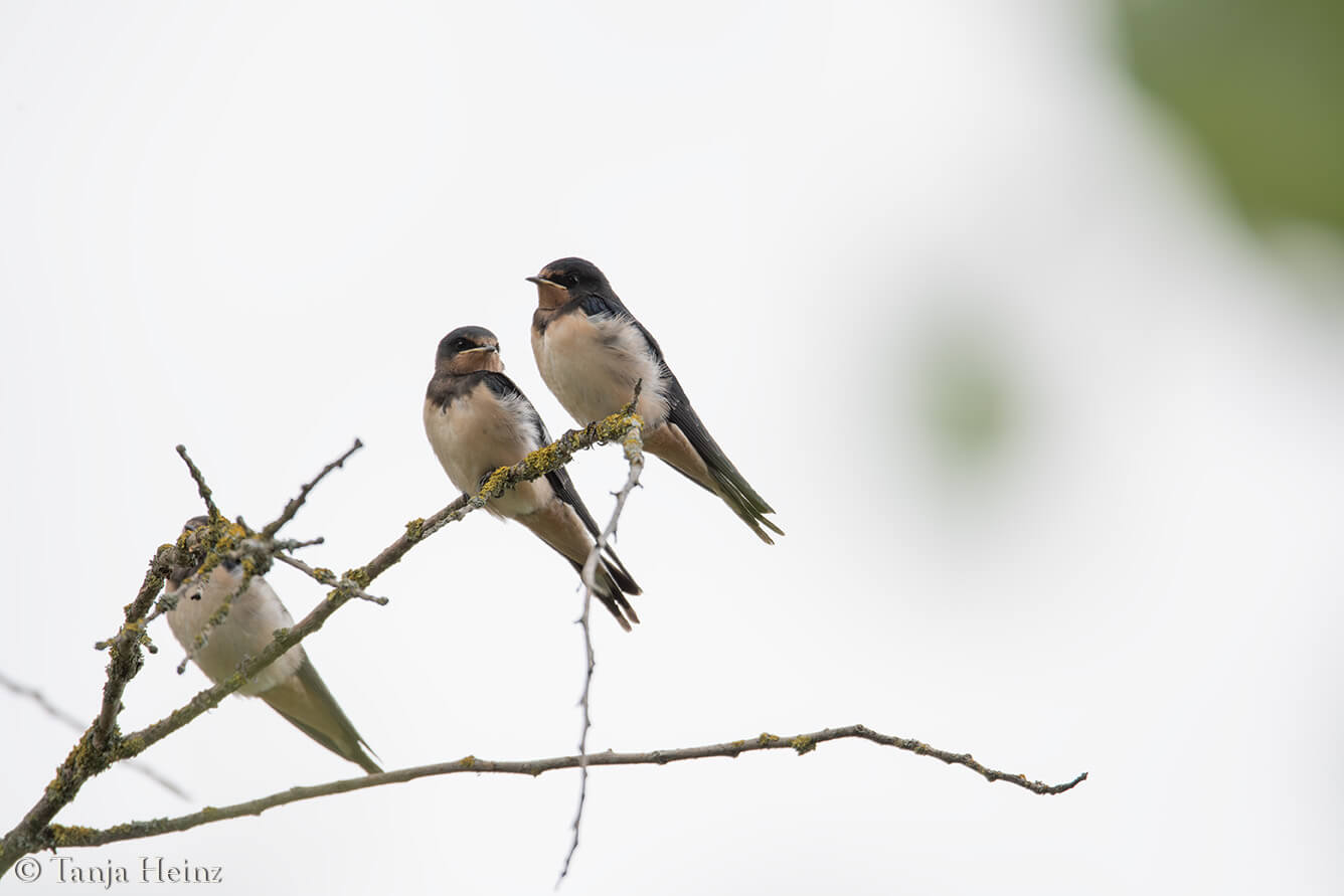 barn swallow