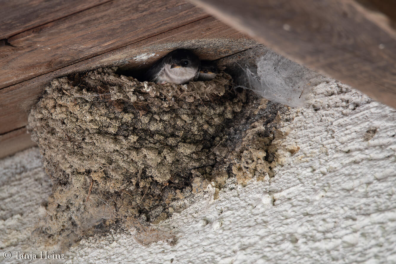 common house martin