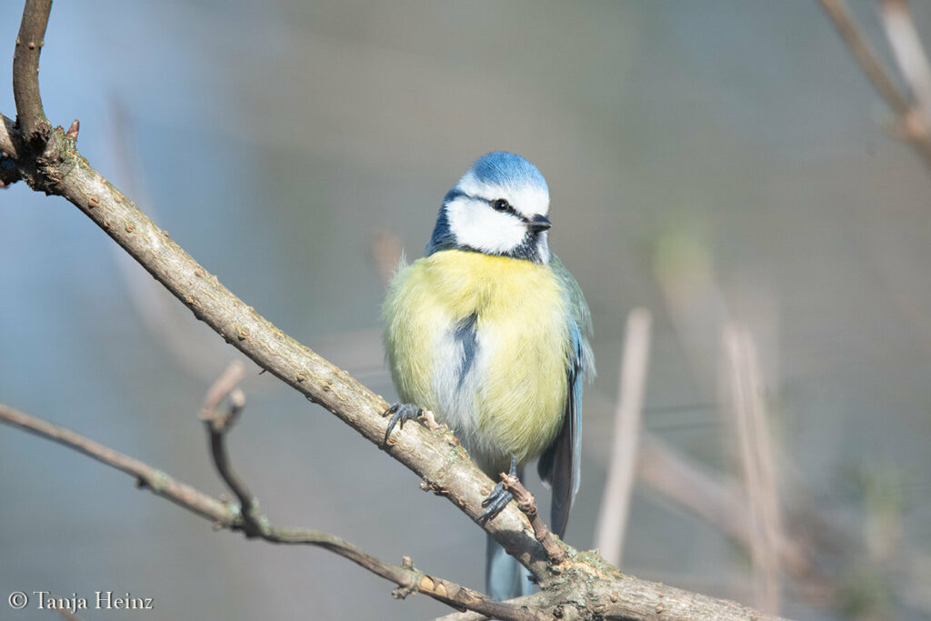 blue tit in Berlin