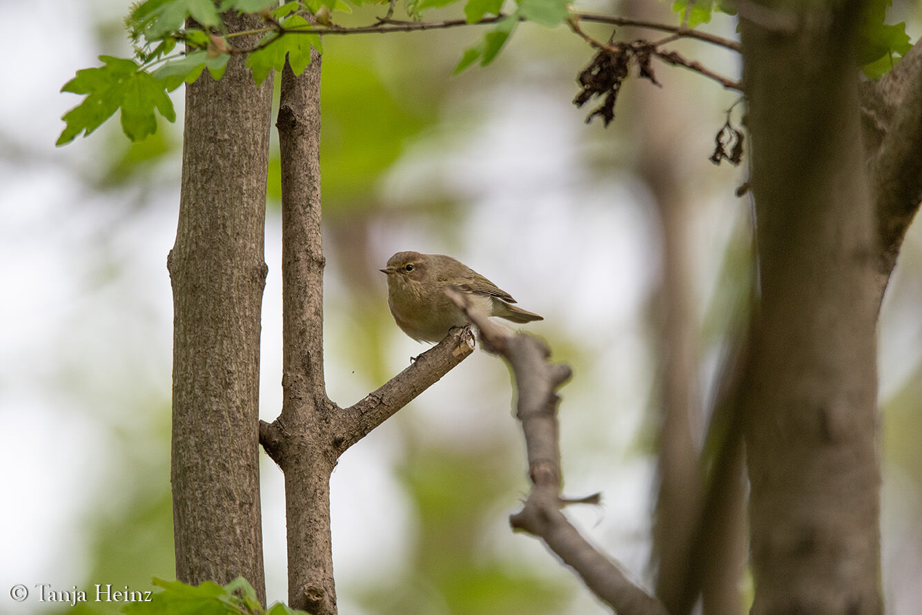 common chiffchaff in Berlin