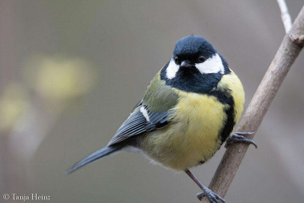 bird count 2024