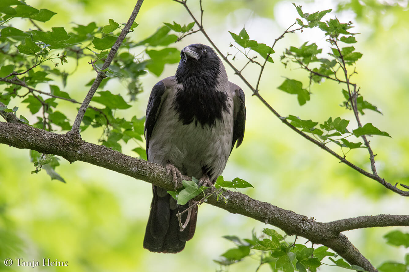 hooded crow in Berlin