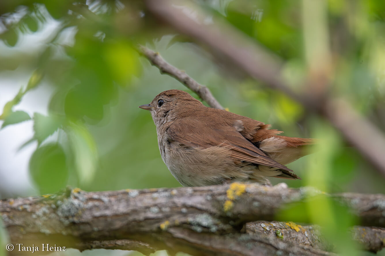 common nightingale in Berlin
