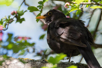 Stunde der Gartenvögel 2024