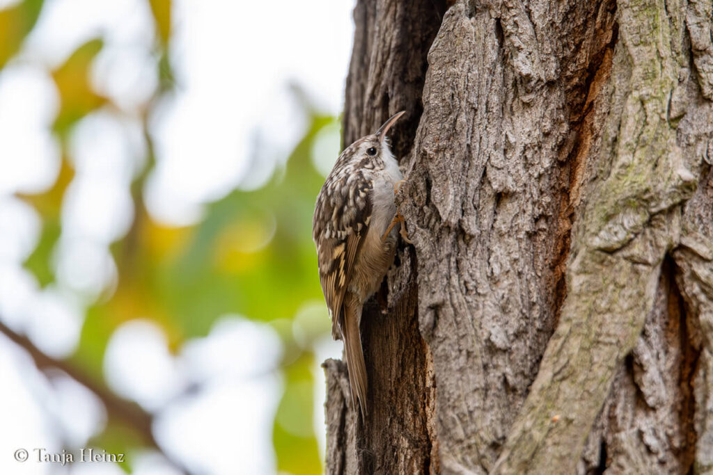 tree creeper in Berlin