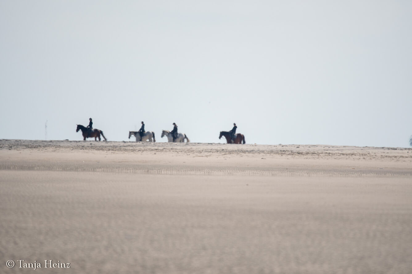 exploring Borkum by horse
