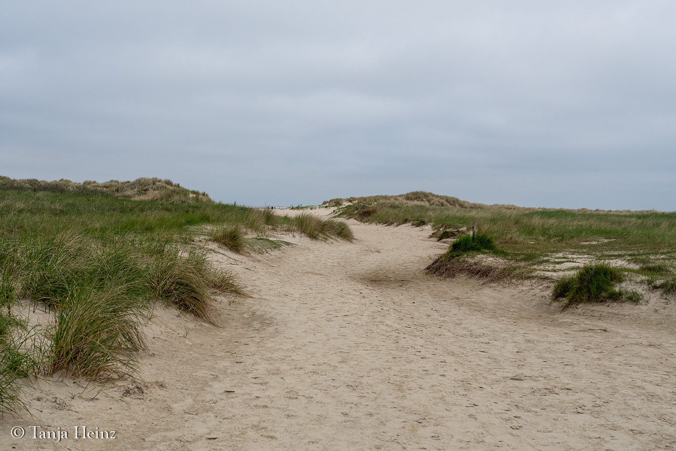 animals on the island Borkum