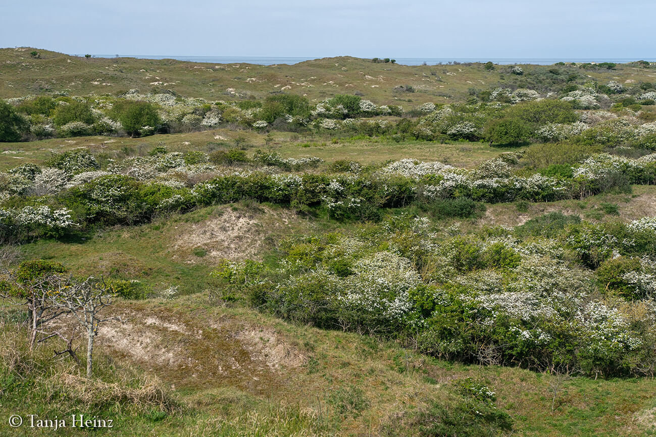 East Frisian Islands