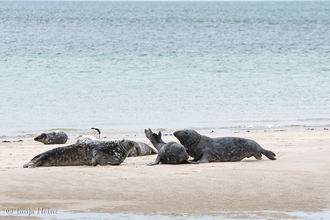 seals on the island Borkum
