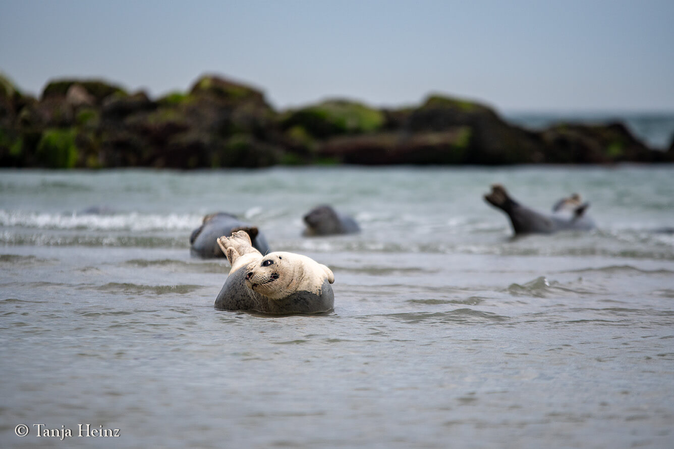 harbour seals on the island Borkum