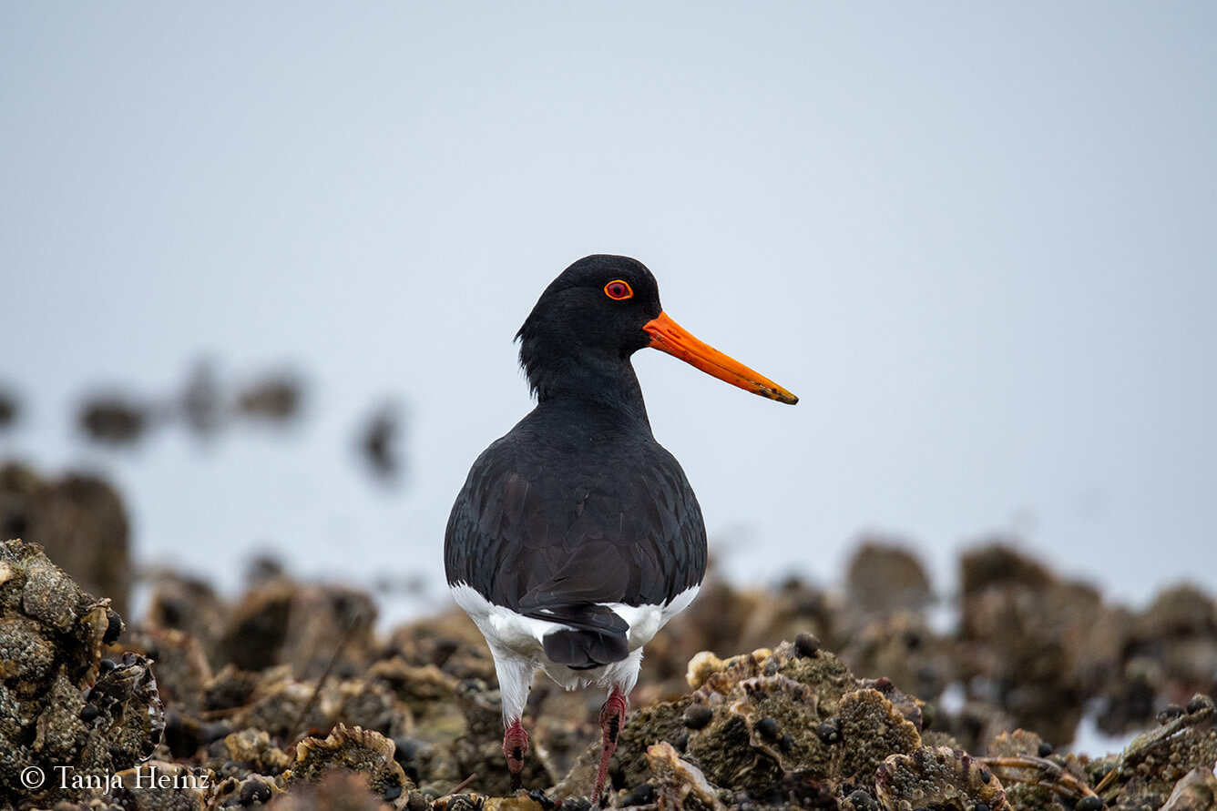 birds on the island Borkum