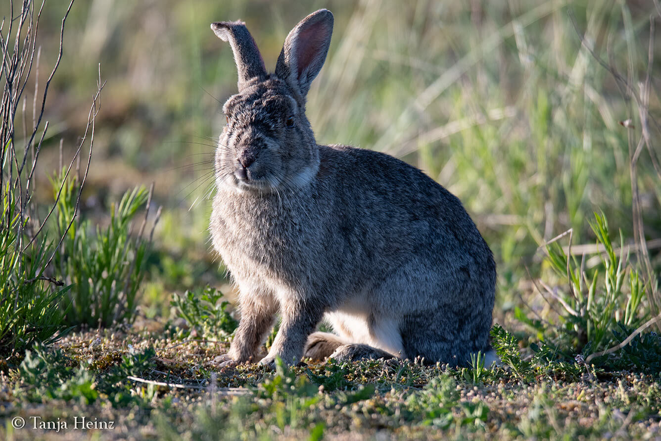 animals on the island Borkum