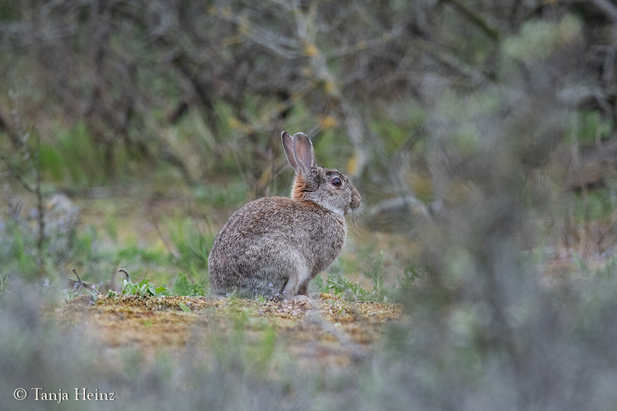 European rabbit on the island Borkum