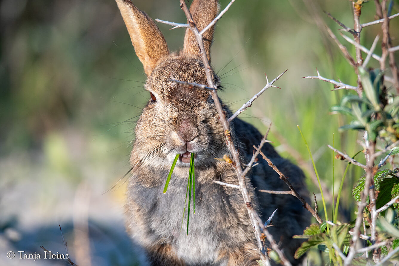 European rabbit on the island Borkum