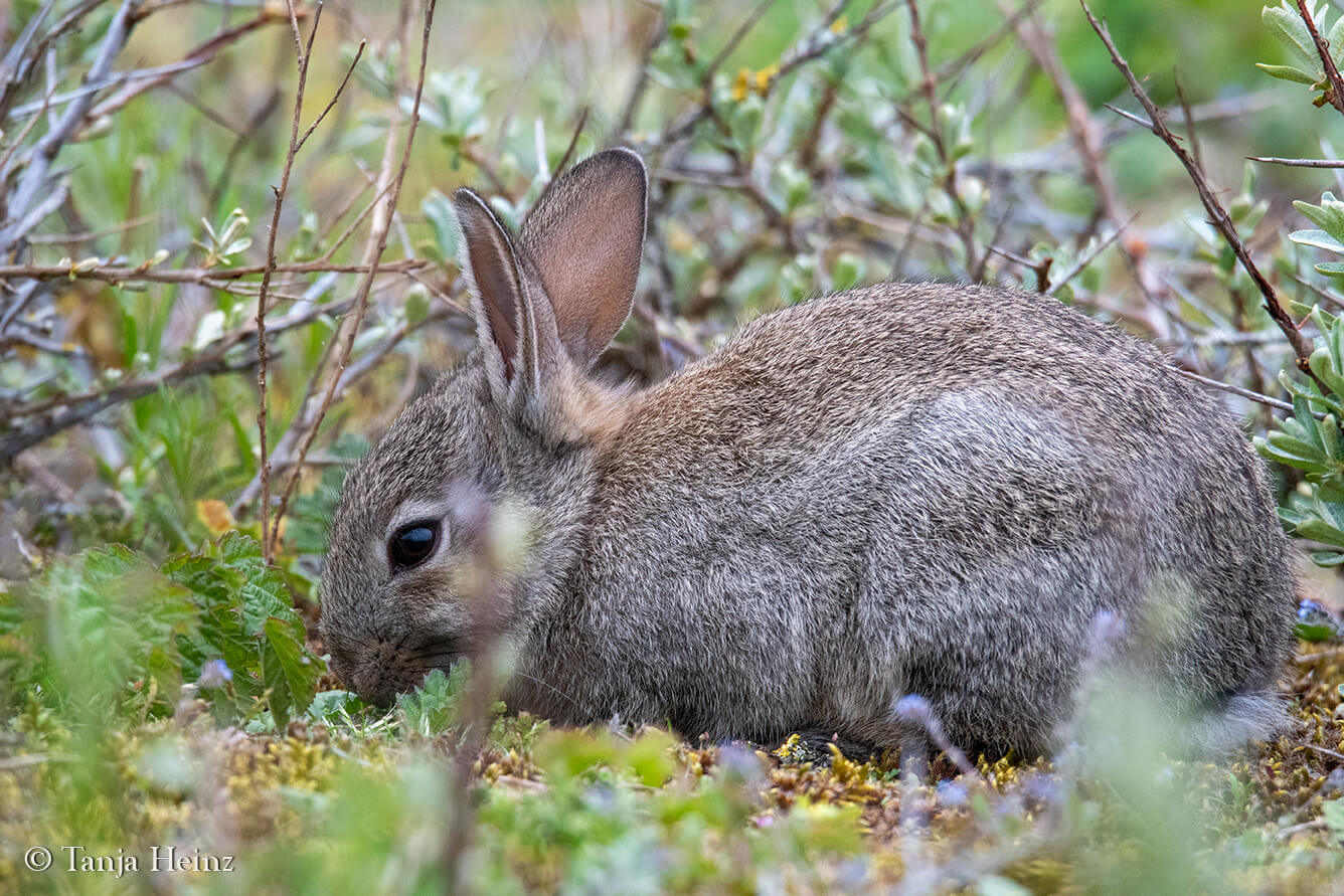 animals on the island Borkum