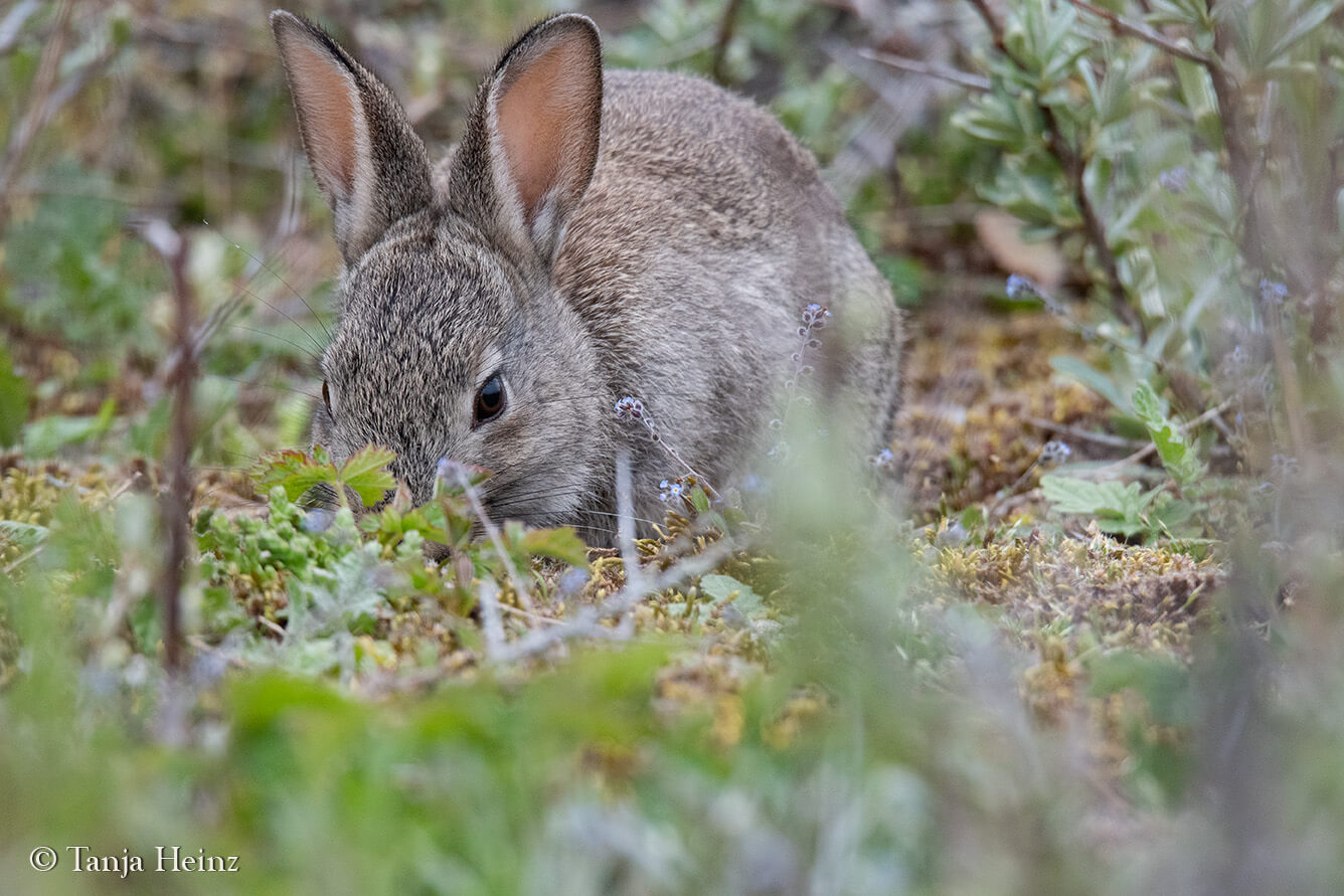 animals on the island Borkum