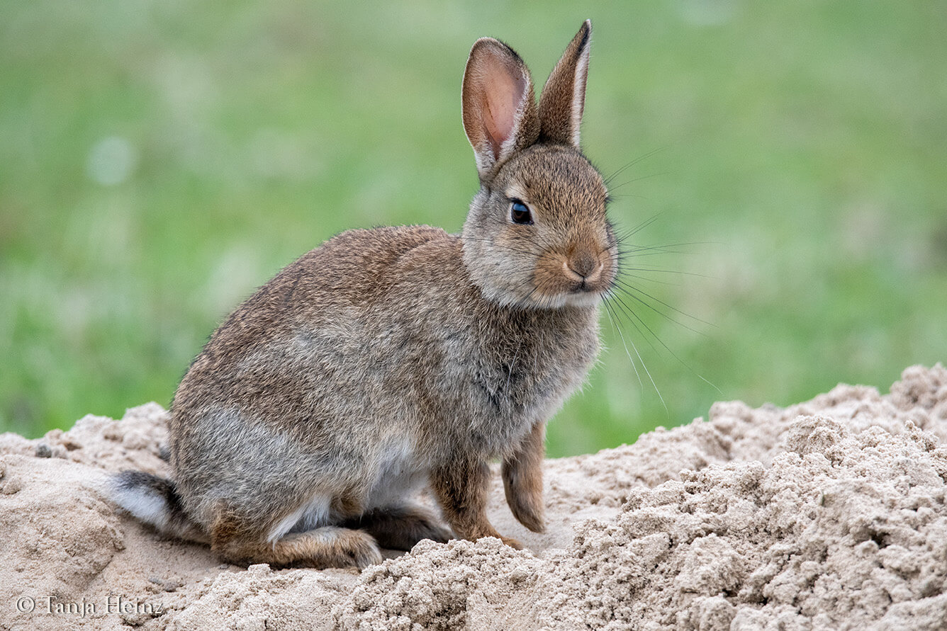 animals on the island Borkum