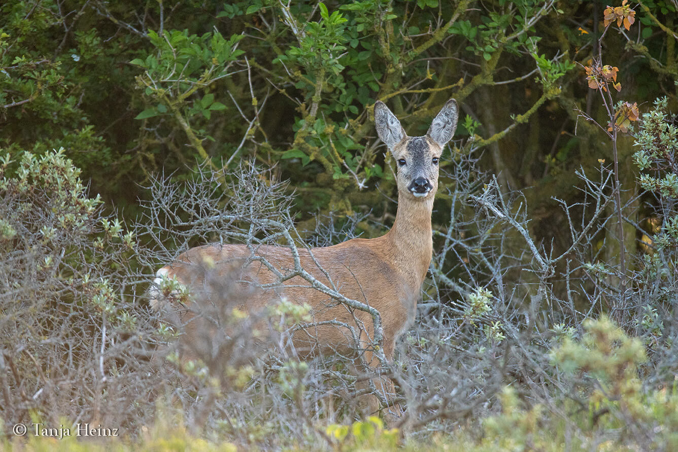 roe deers on the island Borkum