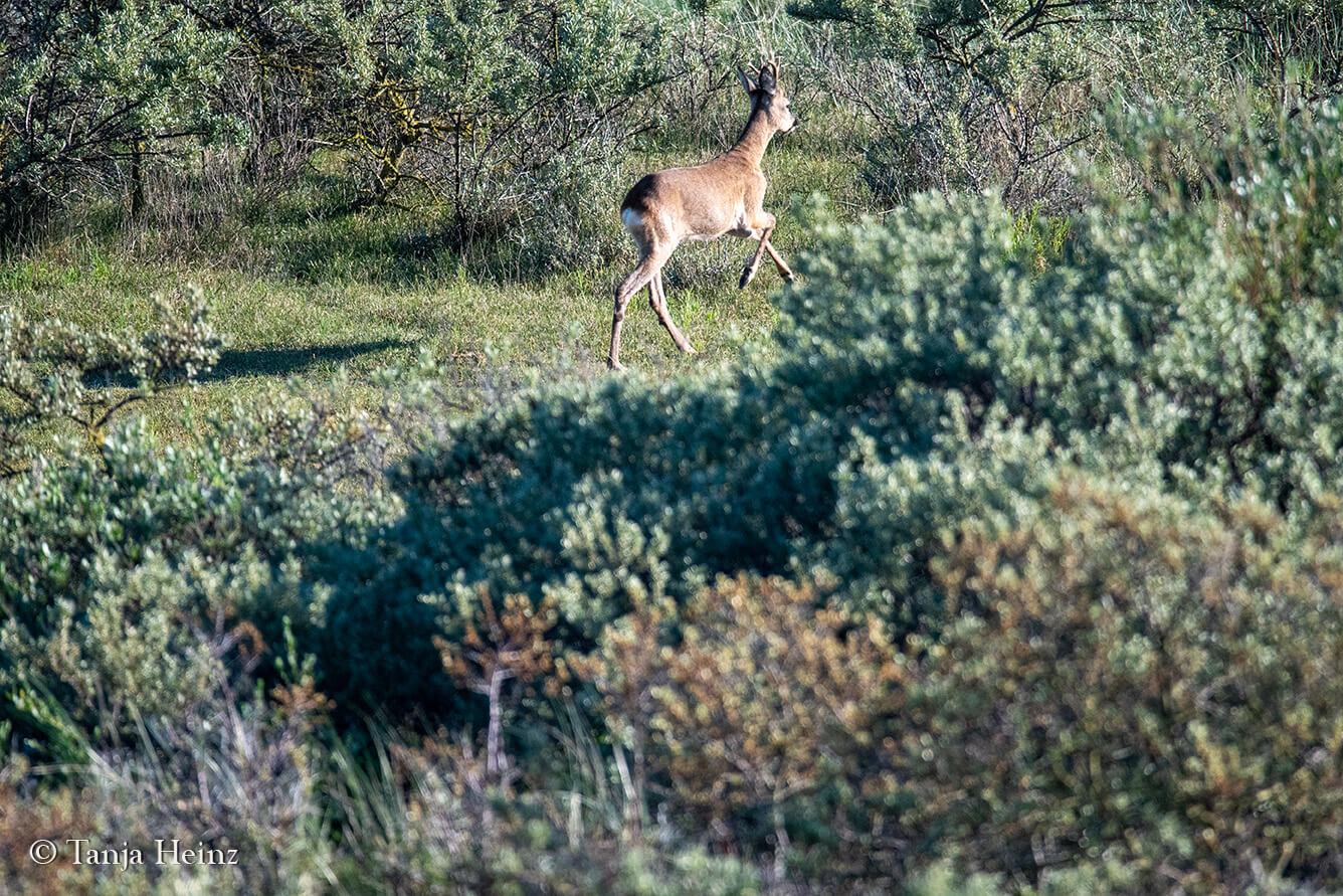 animals on the island Borkum