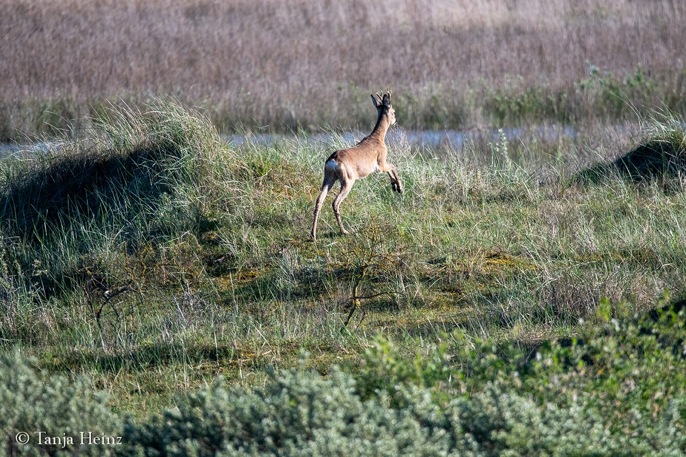 animals on the island Borkum