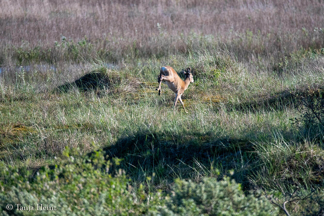 animals on the island Borkum