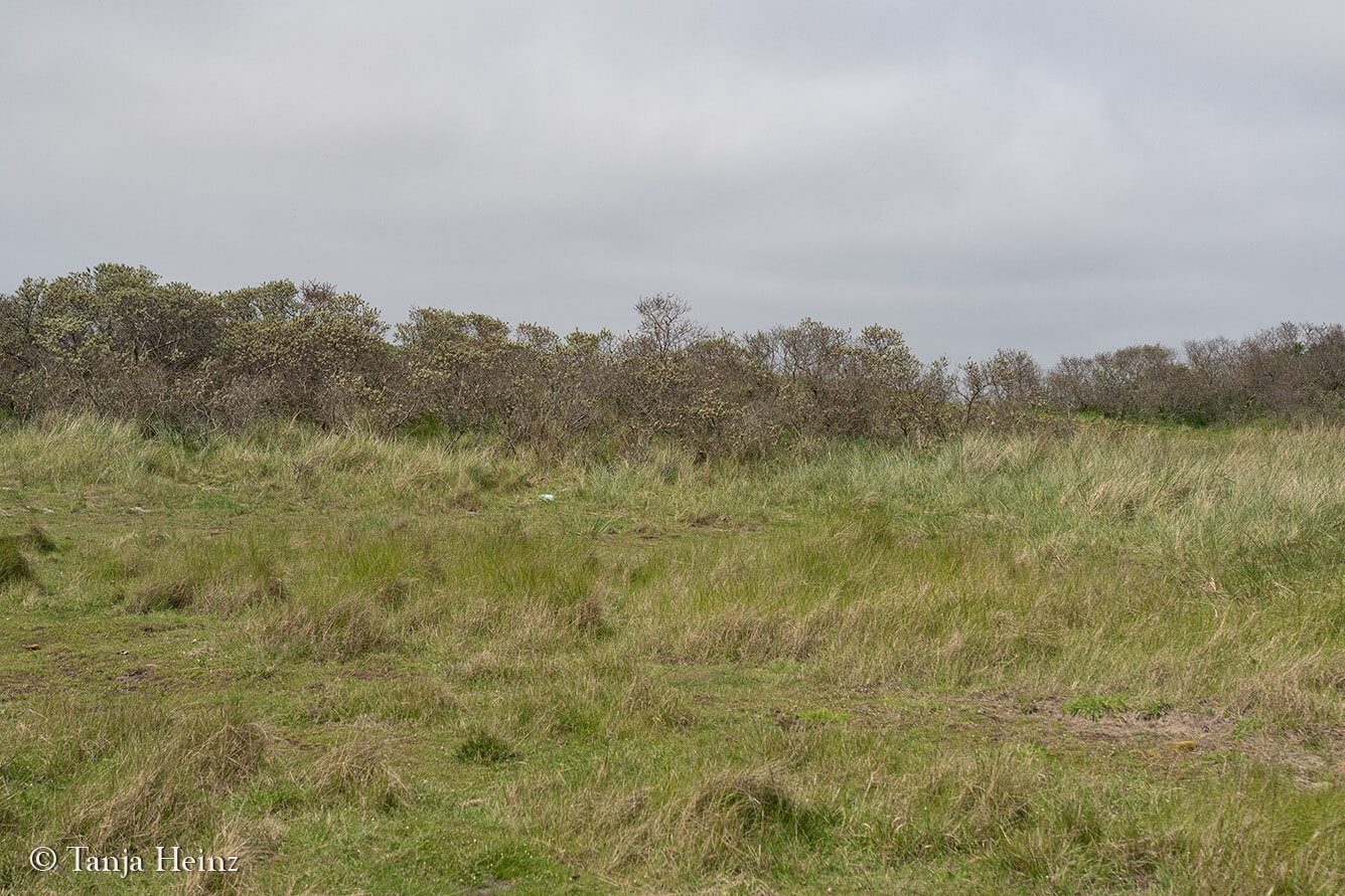 animals on the island Borkum