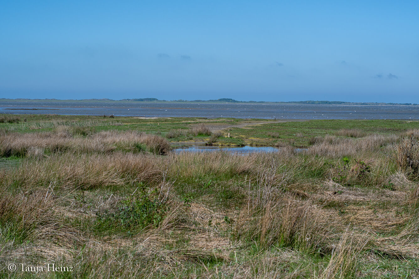 walk across the mudflats on the island Borkum