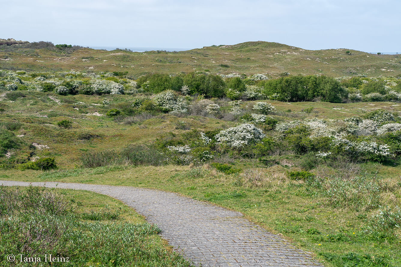 landscape on the island Borkum