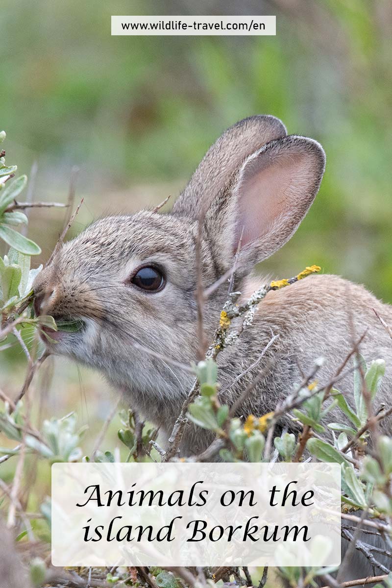 animals on the island Borkum