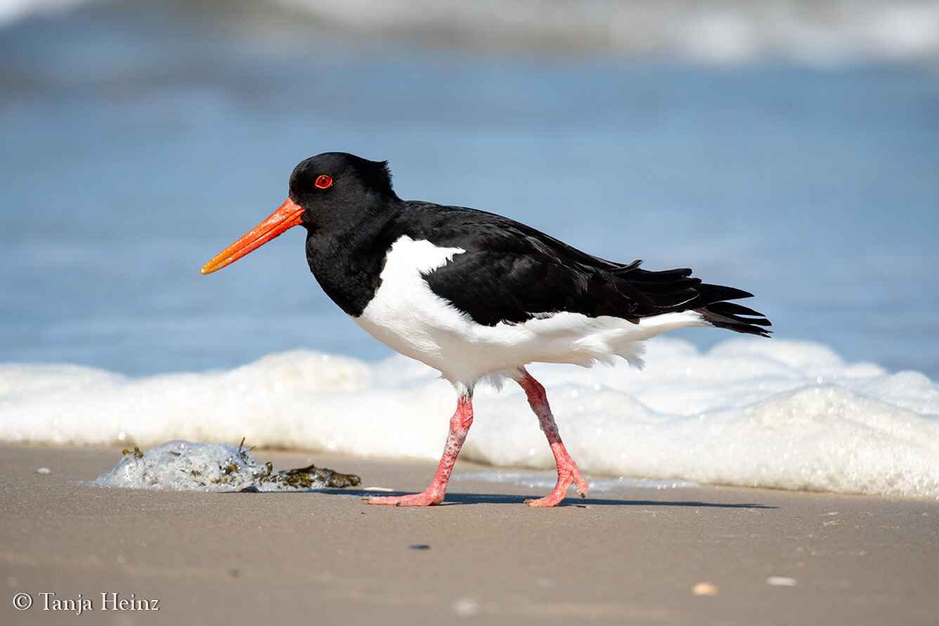 birds on the island Borkum