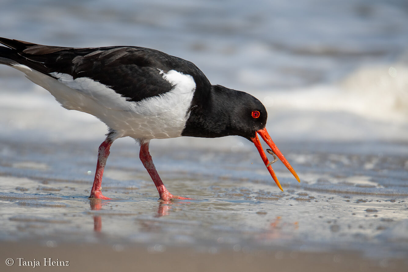 birds on the island Borkum
