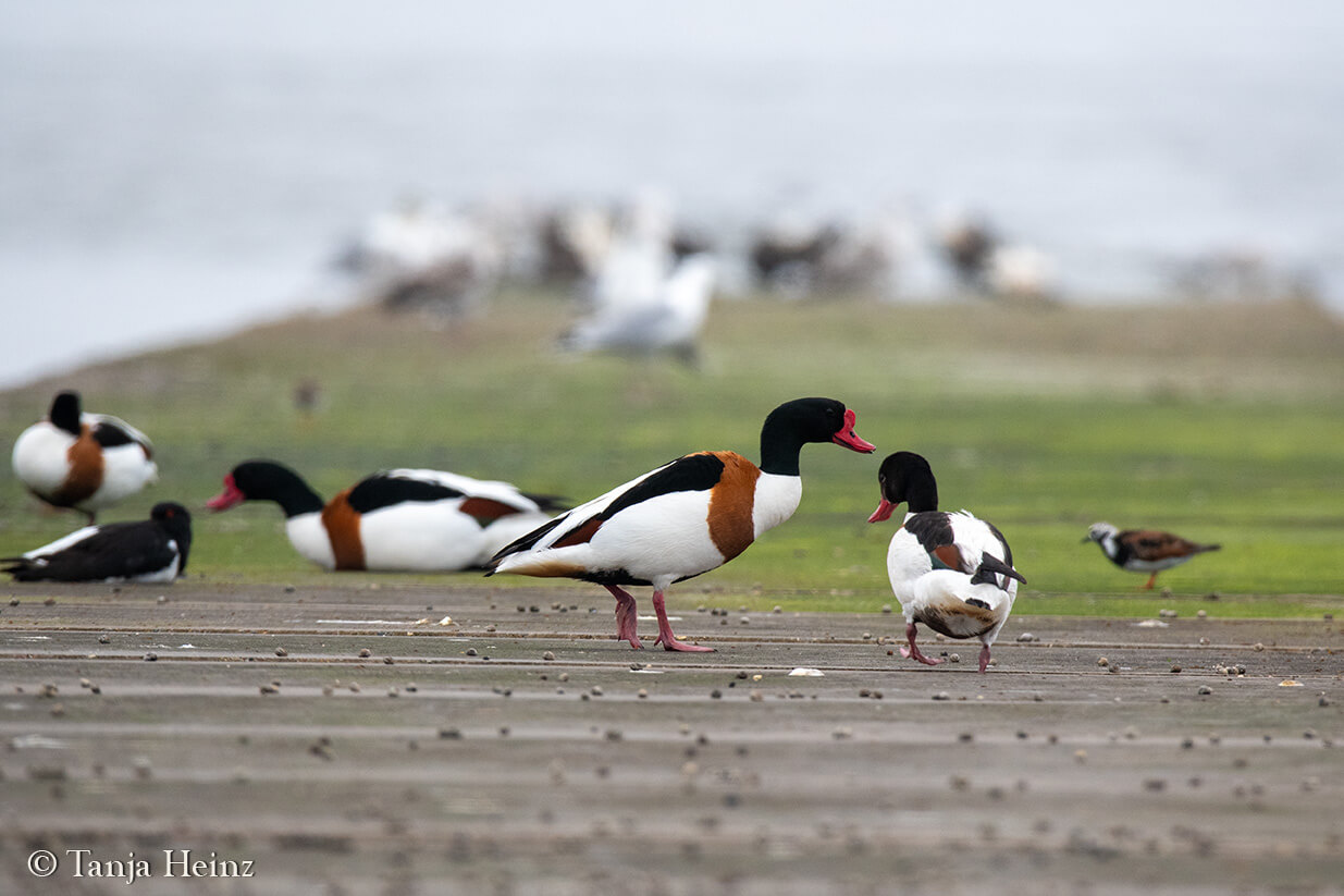 common shelducks on the island Borkum