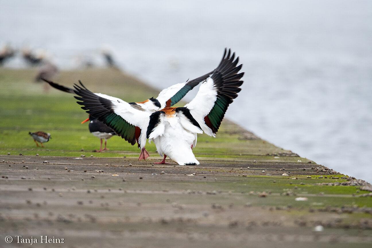 common shelducks on East Frisian Islands